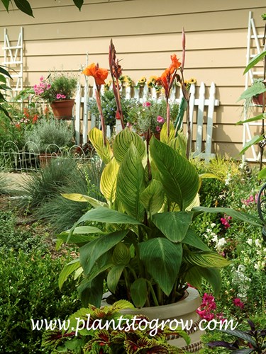 Canna Bengal Tiger
The leaves on the sunny side have brighter foliage than the shaded side.  It is rotated to get better foliage color.